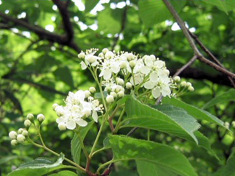 Sorbus alnifolia