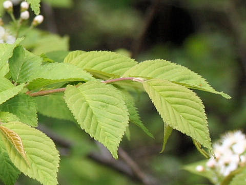 Sorbus alnifolia