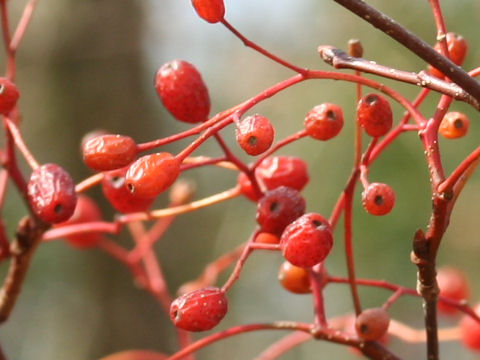 Sorbus alnifolia