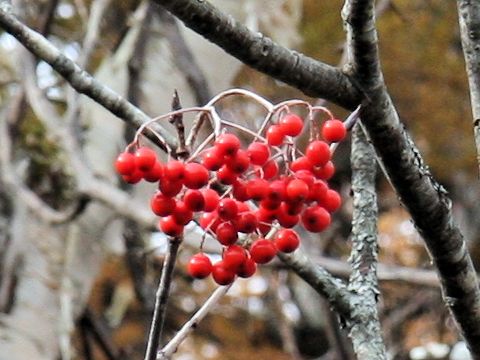 Sorbus alnifolia