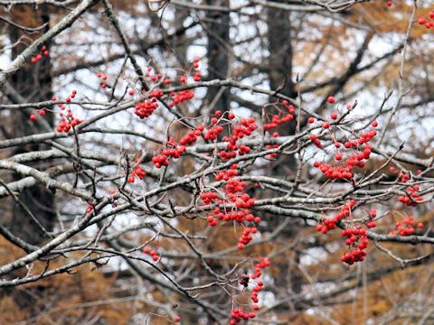 Sorbus alnifolia