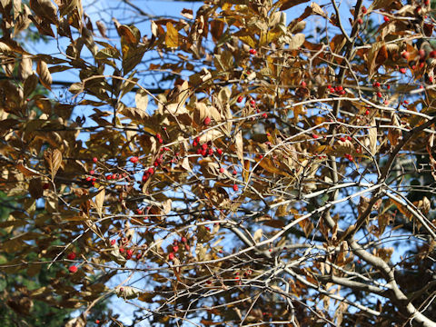 Sorbus alnifolia