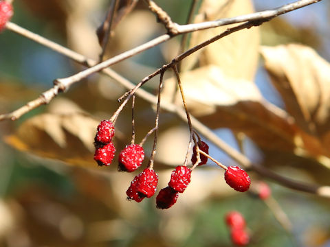 Sorbus alnifolia