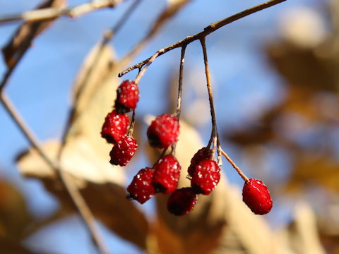 Sorbus alnifolia