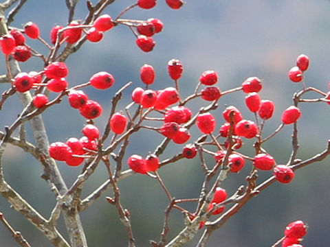 Sorbus alnifolia