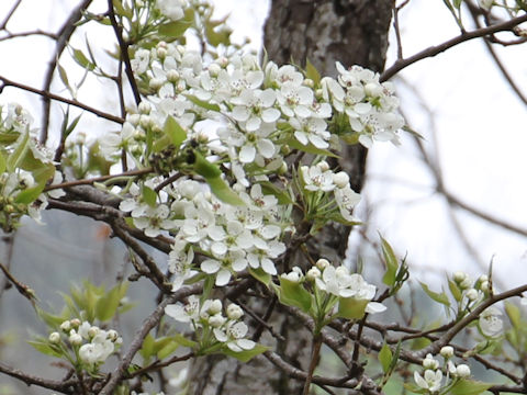 Sorbus alnifolia