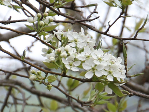 Sorbus alnifolia