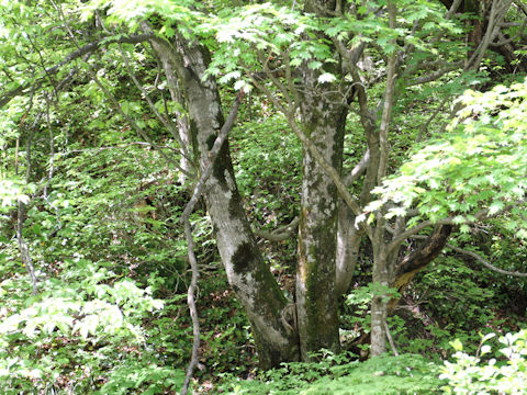 Sorbus alnifolia