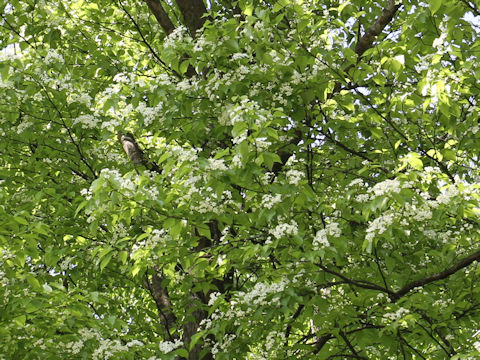 Sorbus alnifolia