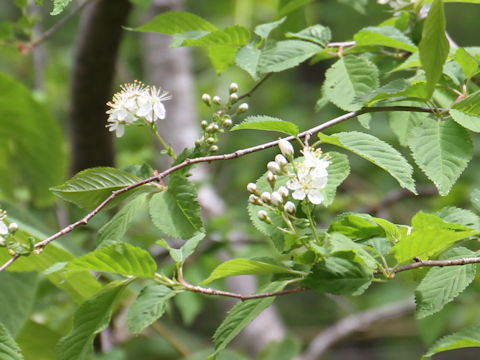 Sorbus alnifolia