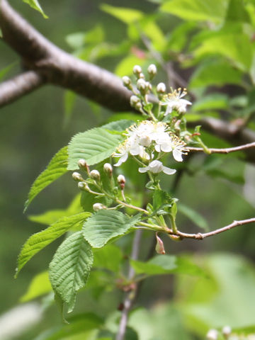 Sorbus alnifolia