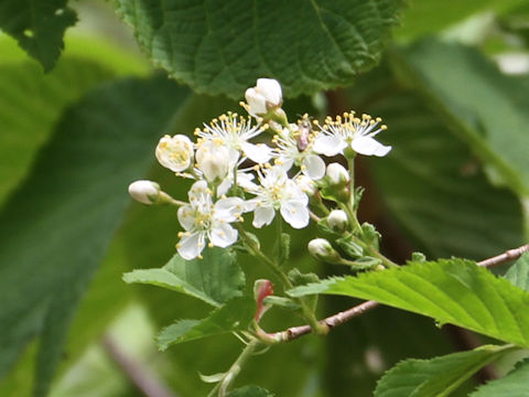 Sorbus alnifolia