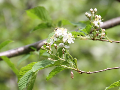 Sorbus alnifolia