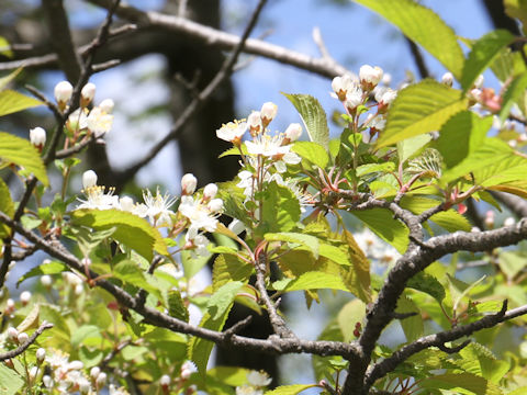 Sorbus alnifolia