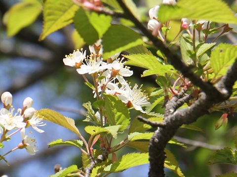 Sorbus alnifolia