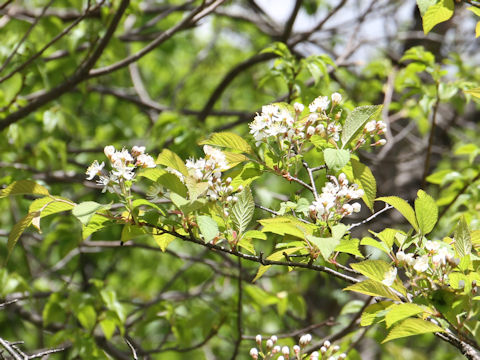 Sorbus alnifolia