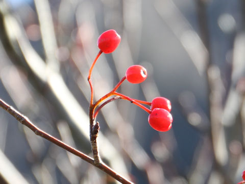 Sorbus alnifolia