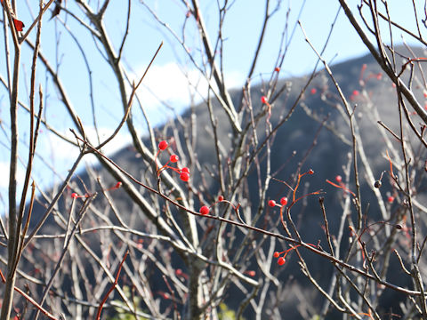 Sorbus alnifolia