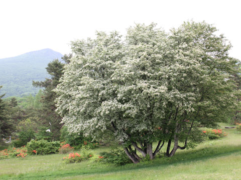 Sorbus alnifolia