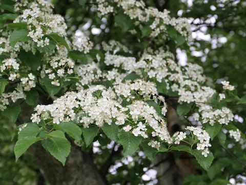 Sorbus alnifolia