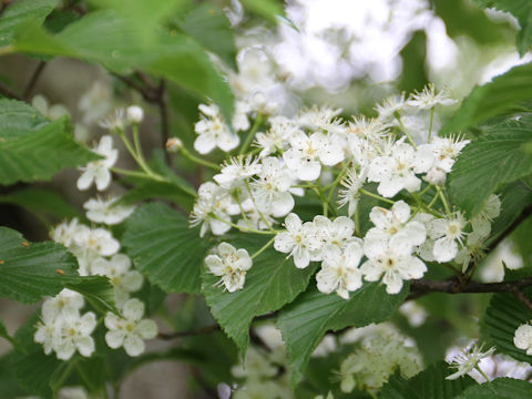 Sorbus alnifolia