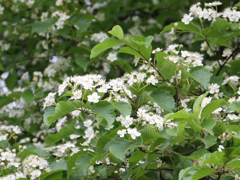 Sorbus alnifolia