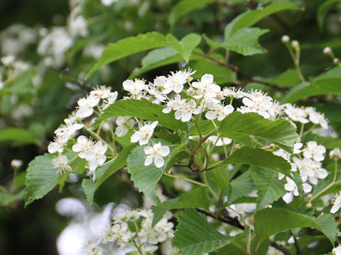 Sorbus alnifolia