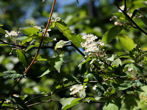 Sorbus alnifolia