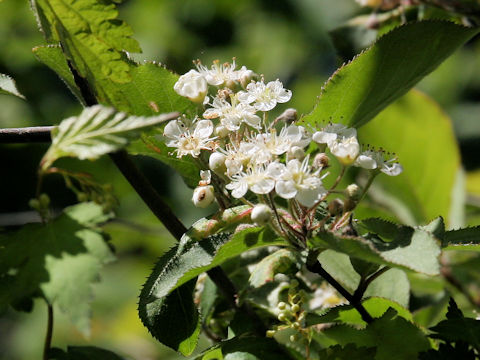 Sorbus alnifolia