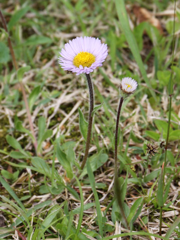 Erigeron thunbergii