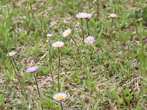 Erigeron thunbergii