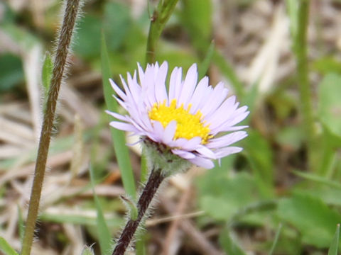 Erigeron thunbergii