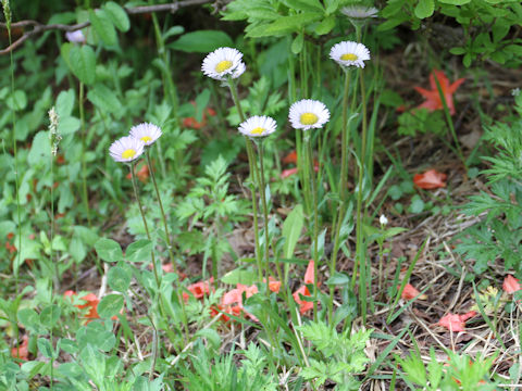 Erigeron thunbergii