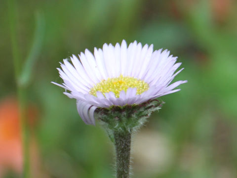 Erigeron thunbergii