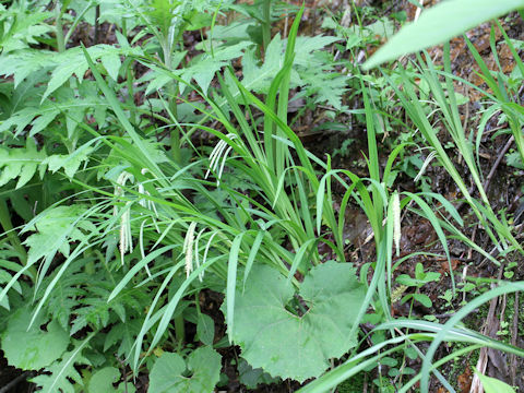 Carex shimidzensis