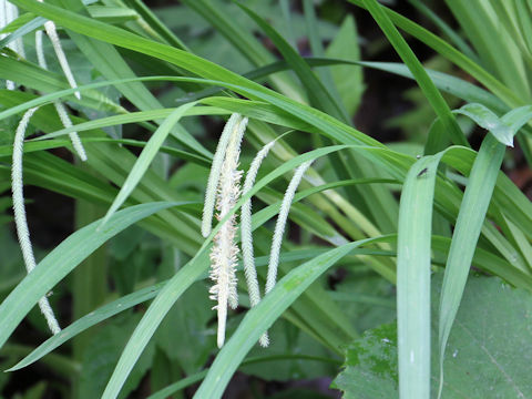 Carex shimidzensis