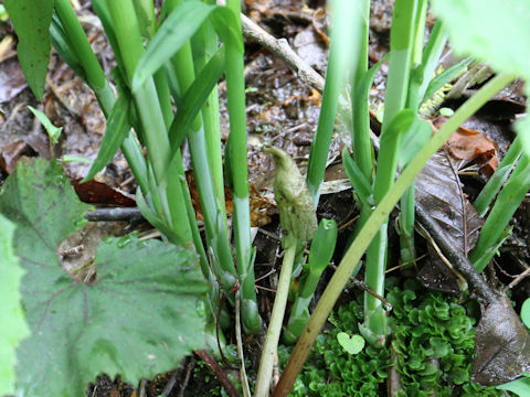 Carex shimidzensis