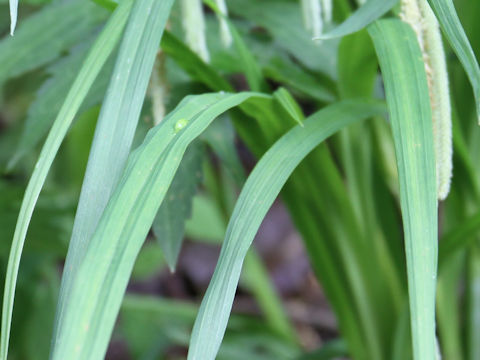 Carex shimidzensis