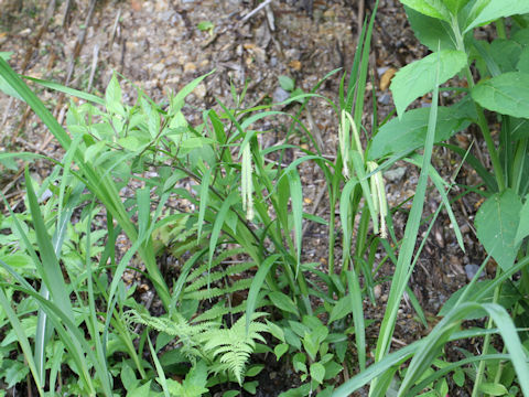 Carex shimidzensis