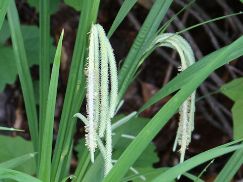 Carex shimidzensis