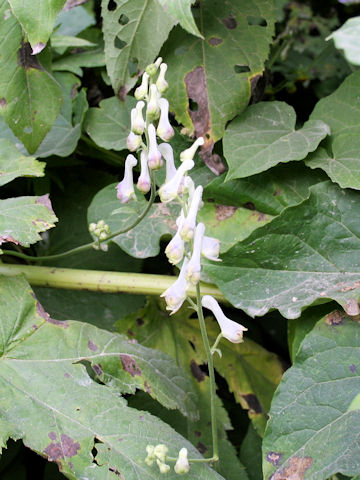 Aconitum pterocaule