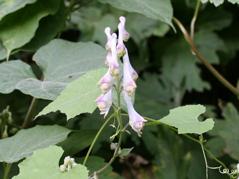 Aconitum pterocaule