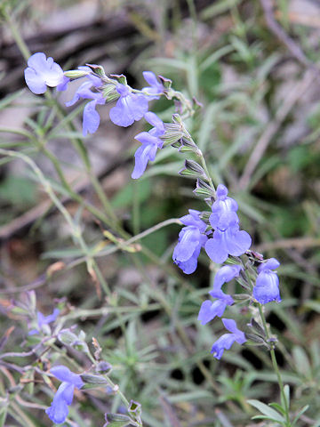 Salvia azurea var. grandiflor