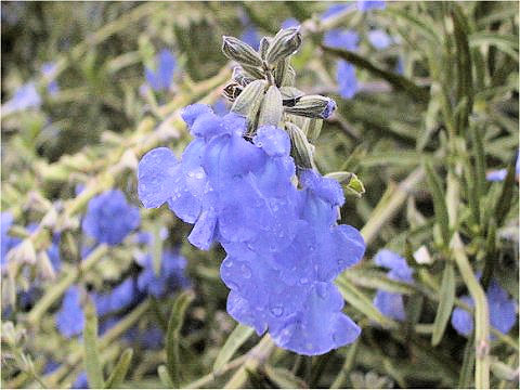 Salvia azurea var. grandiflor