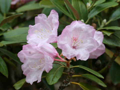 Rhododendron degronianum