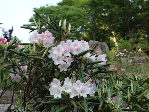 Rhododendron degronianum