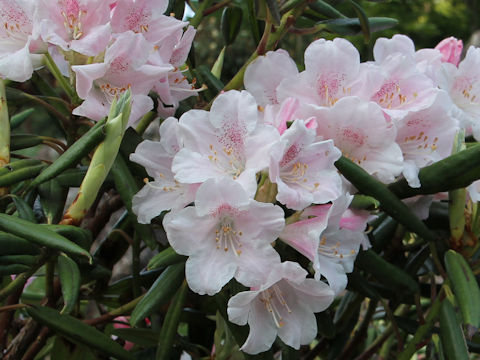 Rhododendron degronianum