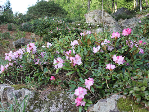 Rhododendron degronianum