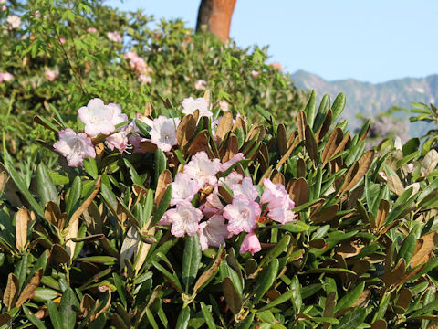 Rhododendron degronianum