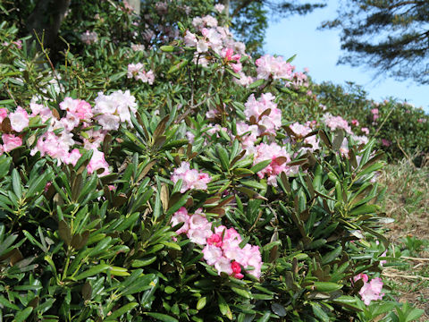 Rhododendron degronianum